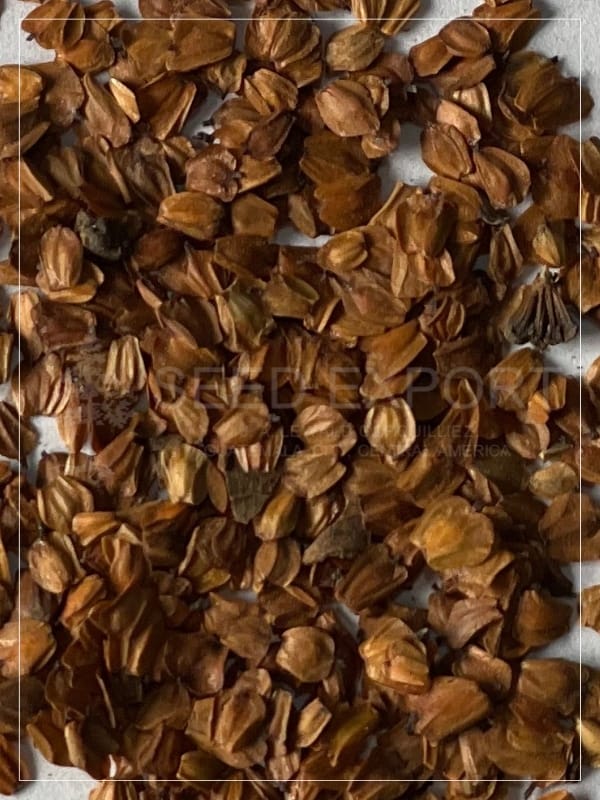 Semilla de Aliso - Image 2