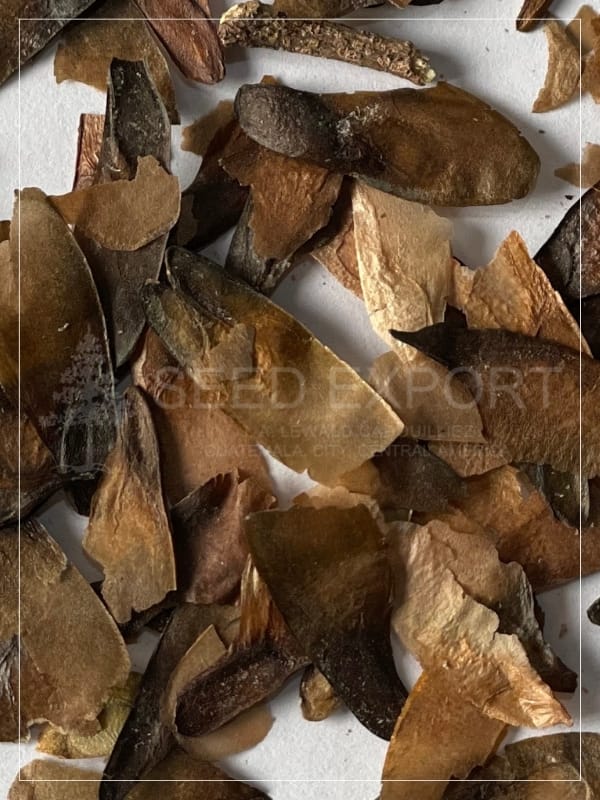 Semilla de Cedro - Image 2