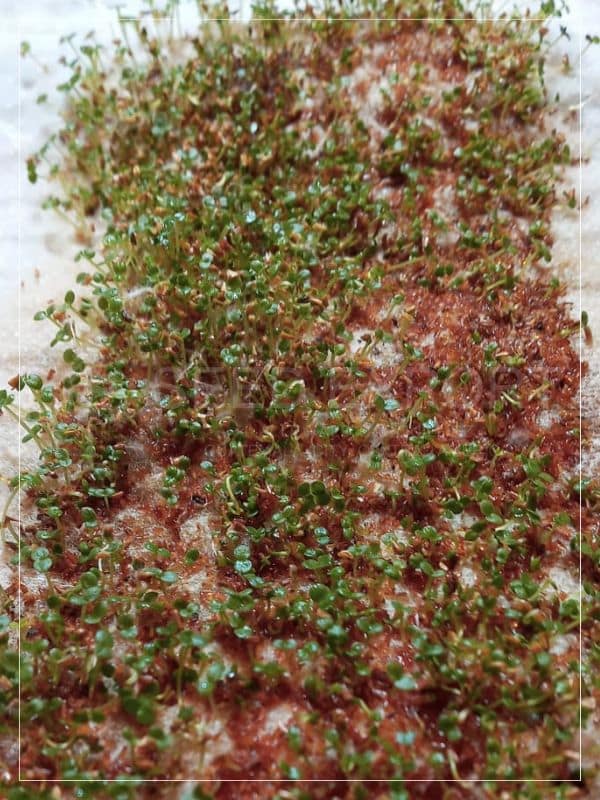 Semilla Eucalipto Calistemo Germinación