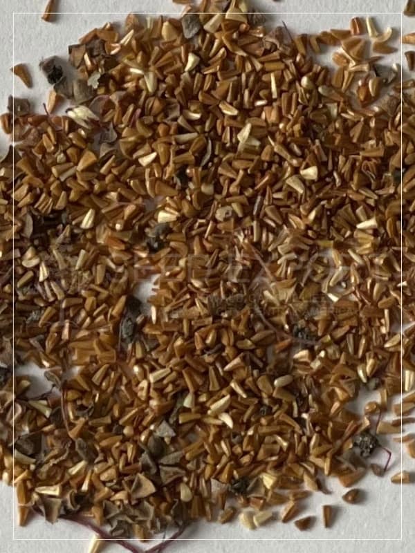 Semilla de Eucalipto Calistemo - Image 2