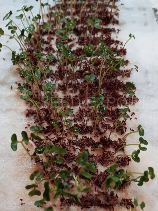 Eucalipto Robusta Germinación