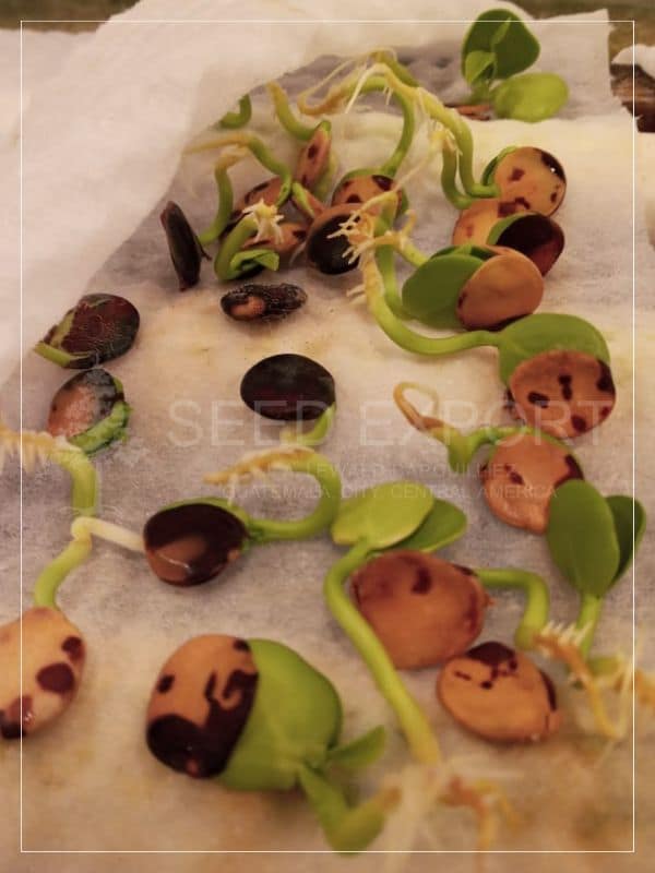 Madre Cacao Germinación