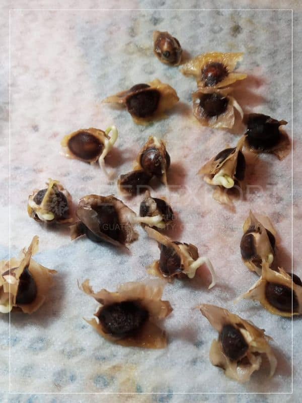 Moringa Germinación