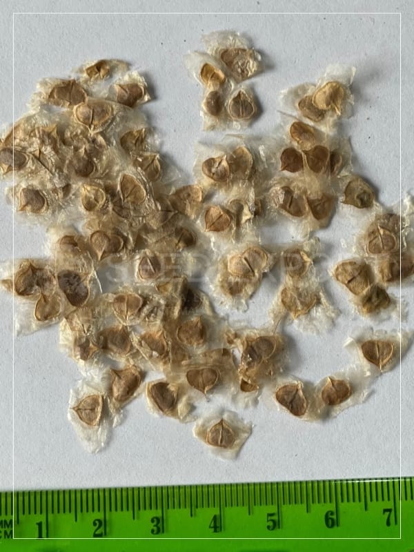 Semilla de Palo Blanco