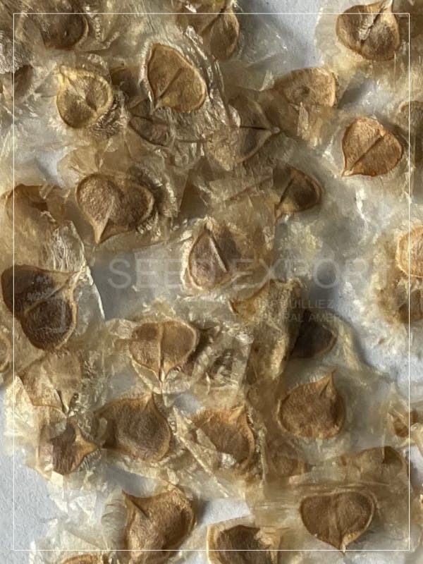 Semilla de Palo Blanco - Image 2