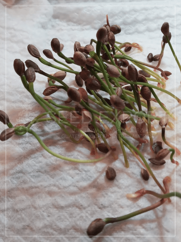 Pino Montezumae Germinación