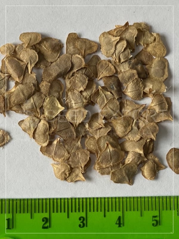 Semilla de San Juan Primaveral