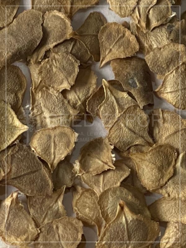 Semilla de San Juan Primaveral - Image 2