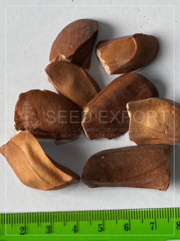 Semilla de Caoba del Norte