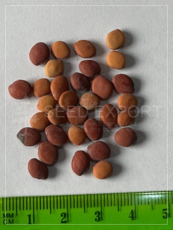 Semilla de Chichipate