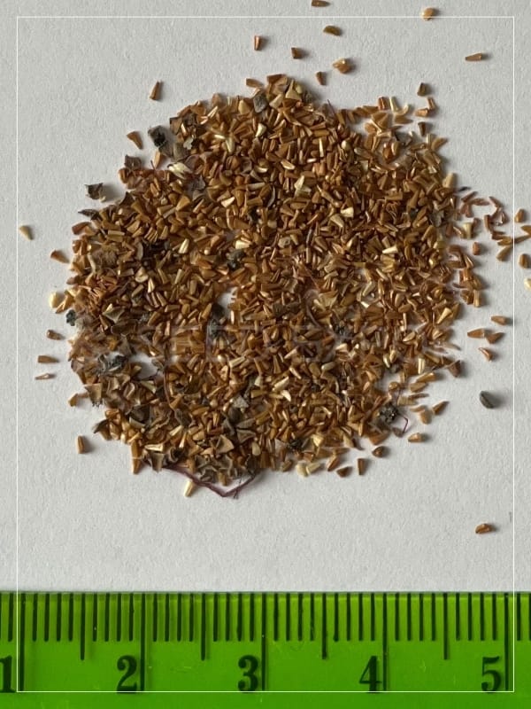 Semilla de Eucalipto Calistemo