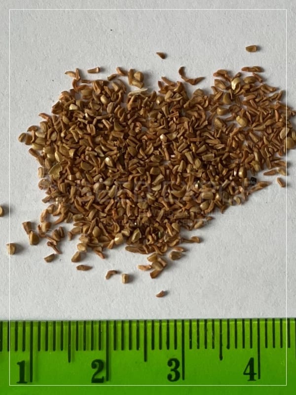 Semilla de Eucalipto Camaldulensis