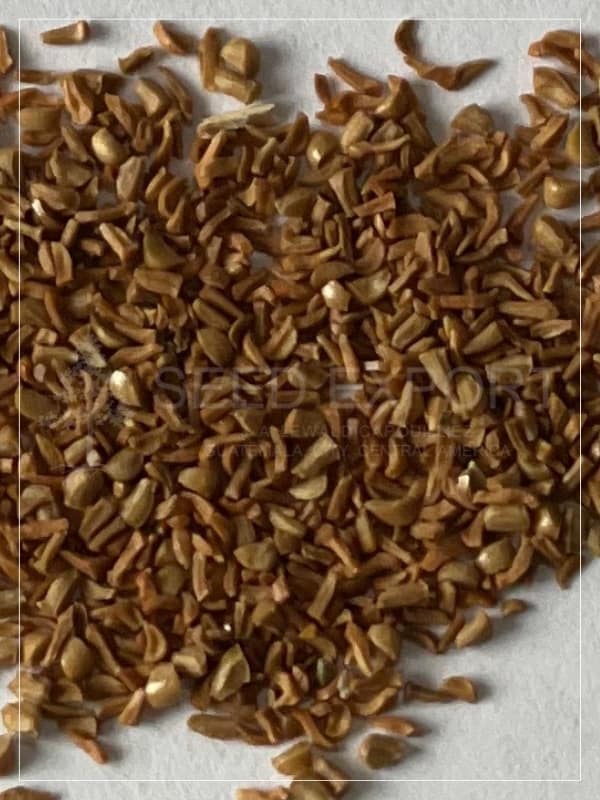 Eucalipto Camaldulensis