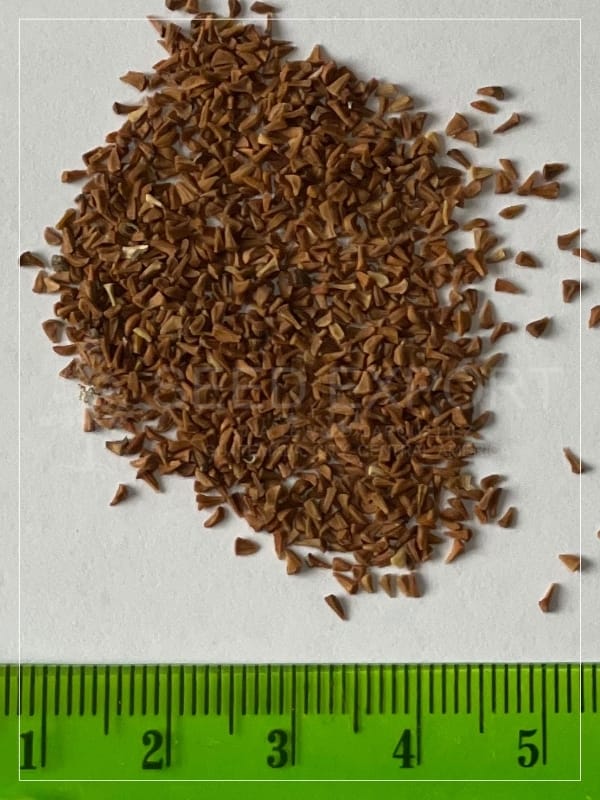 Semilla de Eucalipto Cloeziana