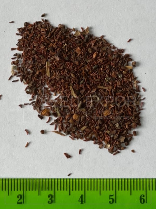 Semilla de Eucalipto Robusta