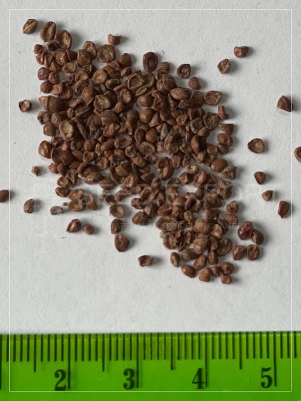 Semilla de Eucalipto Torreliana