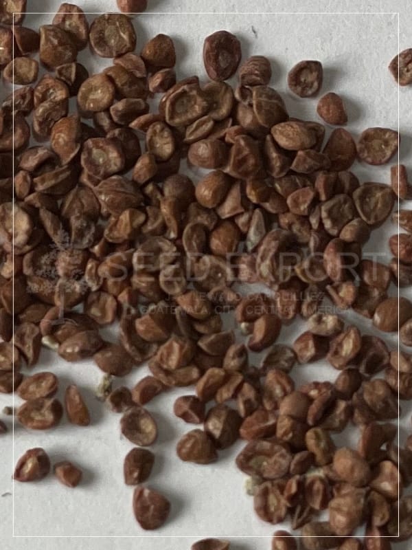 Eucalipto Torreliana