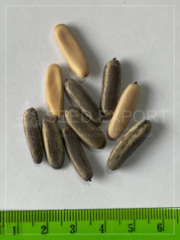 Semilla de Flamboyán