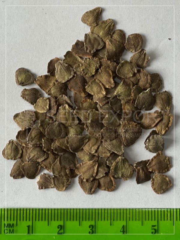 Semilla de Jacaranda