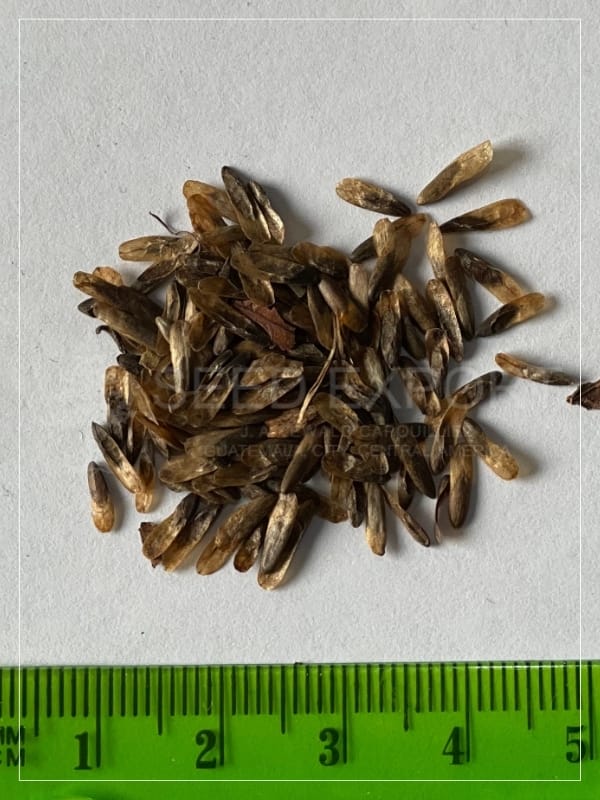 Semilla de Liquidámbar