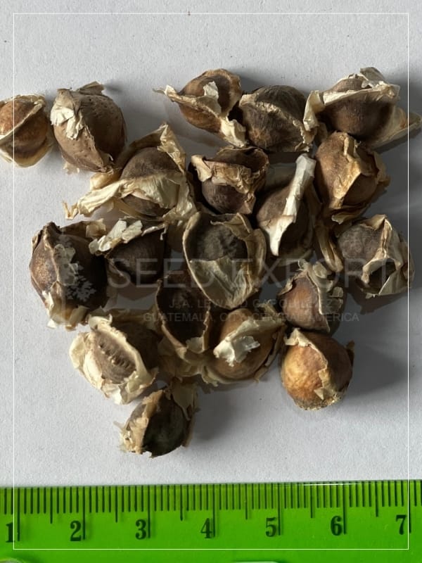 Semilla de Moringa