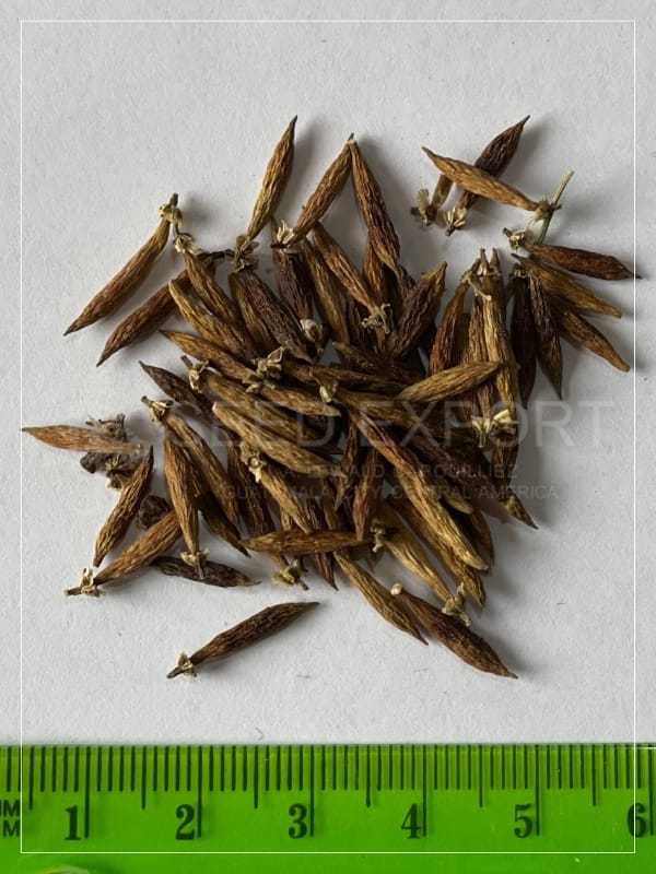 Semilla de Palo de Sangre