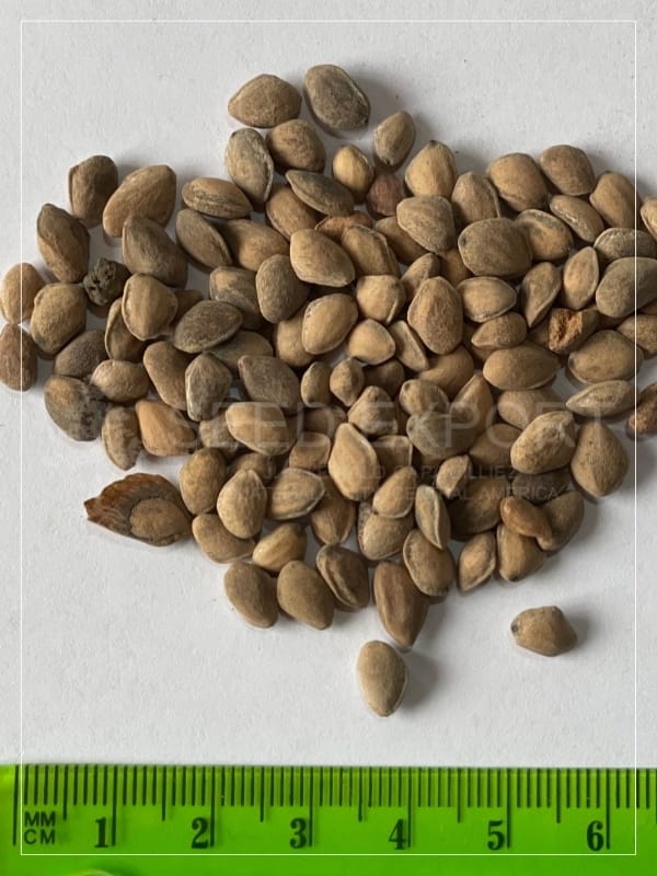 Semilla de Pino Montezumae