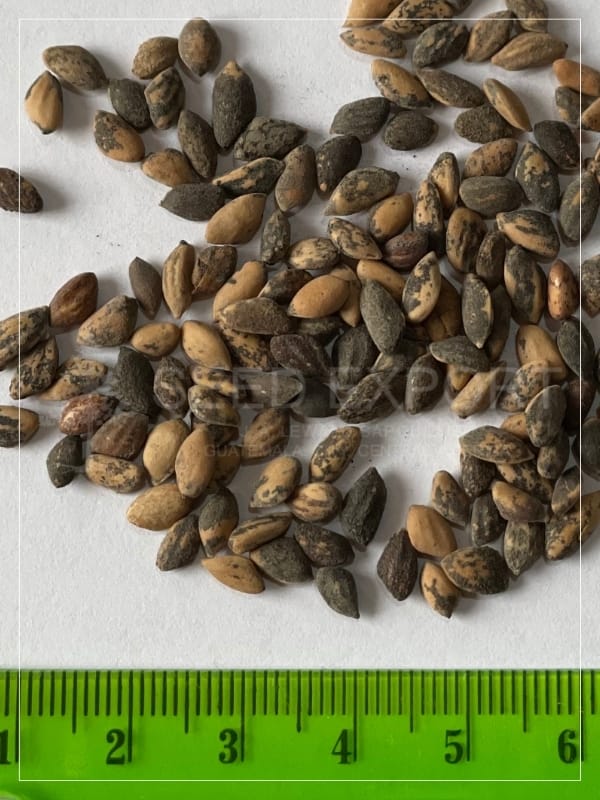 Semilla de Pino Oocarpa