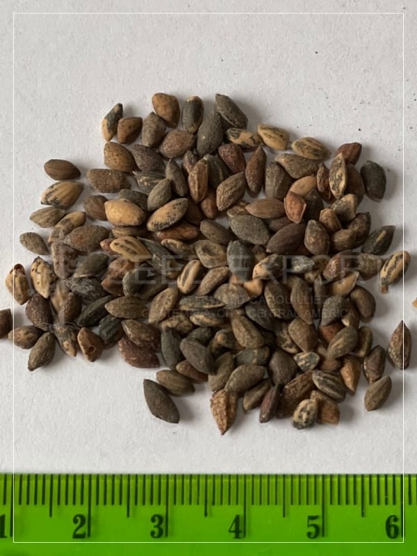 Semilla de Pino Tecunumanii