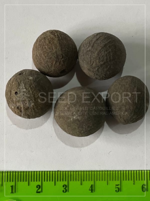 Semilla de Santa María