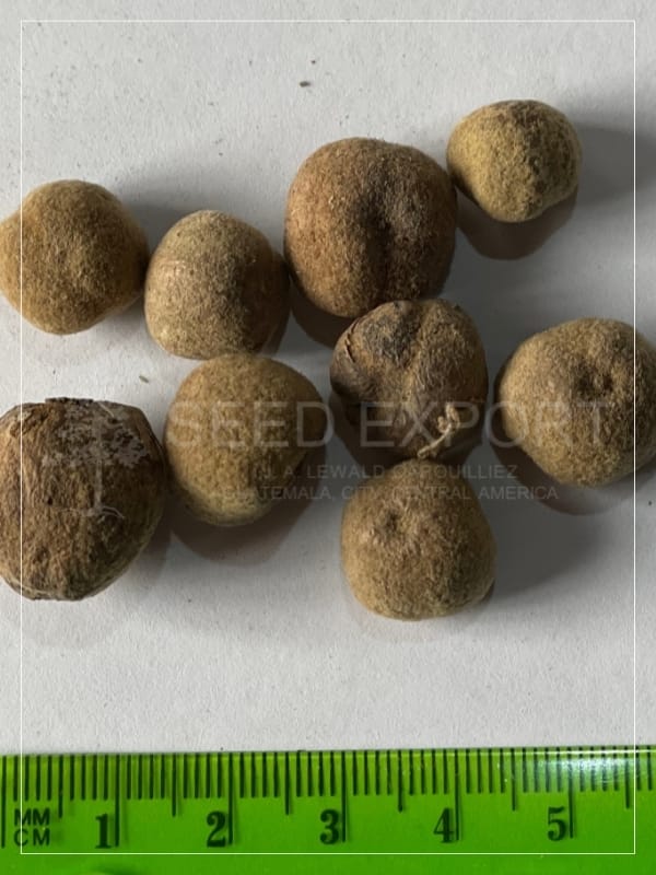 Semilla de Teca con corcho