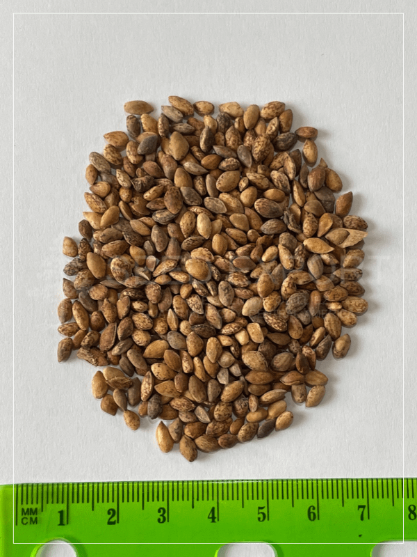 Semilla de Pino Maximinoii