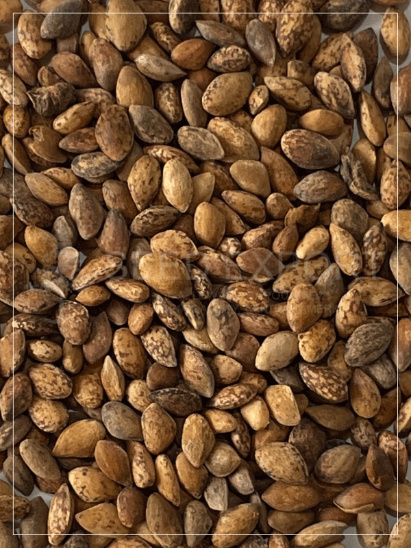 Semilla de Pino Maximinoii Semilla de Pino Maximinoii