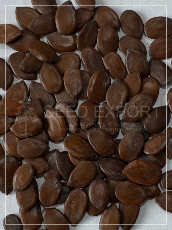 Semilla de Leucaena Semilla de Leucaena